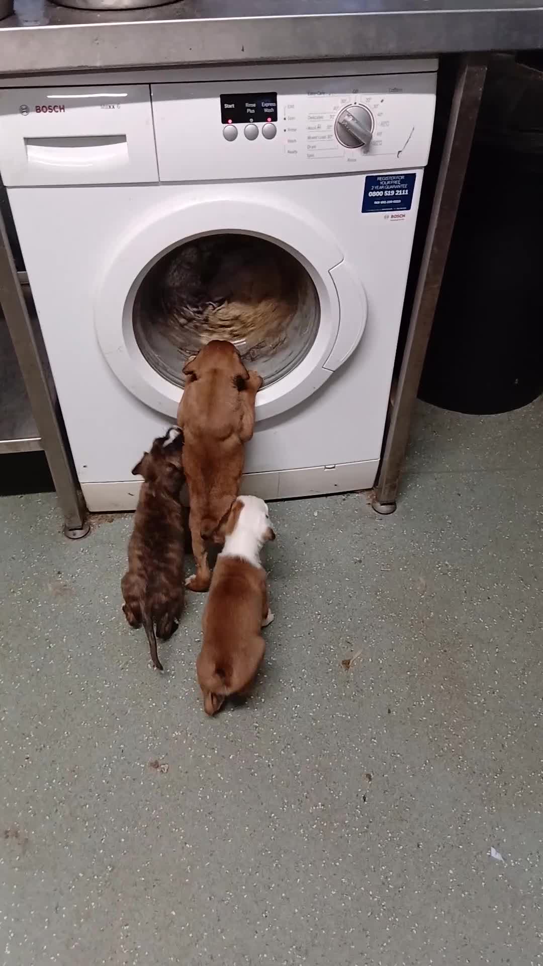 Boxer dogs for sale: Kc registered bob and tailed boxer puppies - Video 2