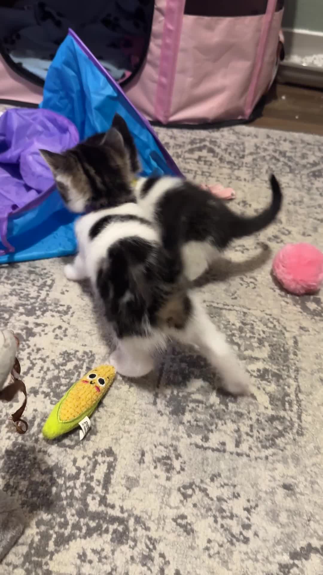Domestic Shorthair cats for sale: Stunning little tabby/white girl kitten. - Video 2