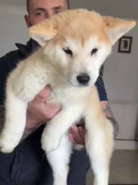 Mixed Breed dogs for sale: Beautiful females chowski puppies  in Maesteg - Video 1