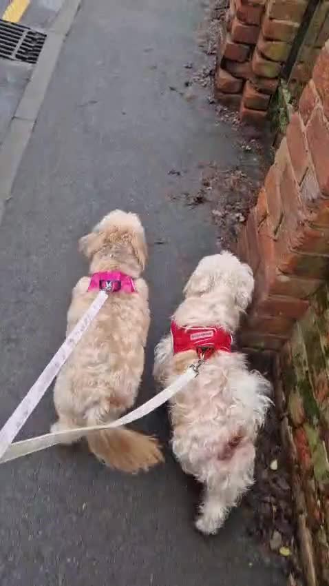 Mixed Breed dogs for adoption: BONDED:💙ALFIE 10yo Shih Tzu❤️MUFFIN 6yo Cockapoo - Video 2