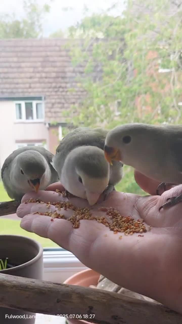 Lovebirds birds for sale: Tales of Cinder, Bobo, Soul & Enma - Video 2
