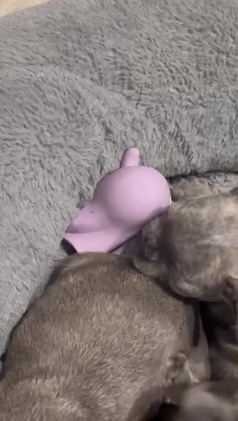 French Bulldog dogs for sale: ✨Stunning Pedigree French Bulldog Puppies✨ - Video 2