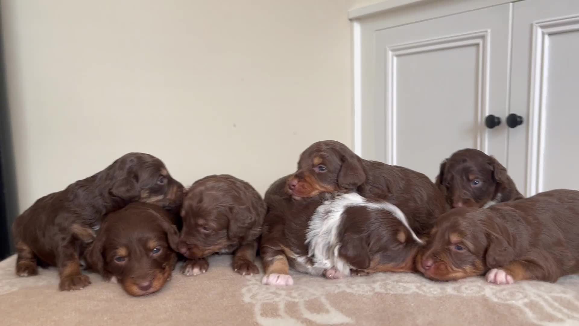 Bordoodle dogs for sale: OUTSTANDING *TRI COLOUR* MINIATURE BORDOODLES - Video 3