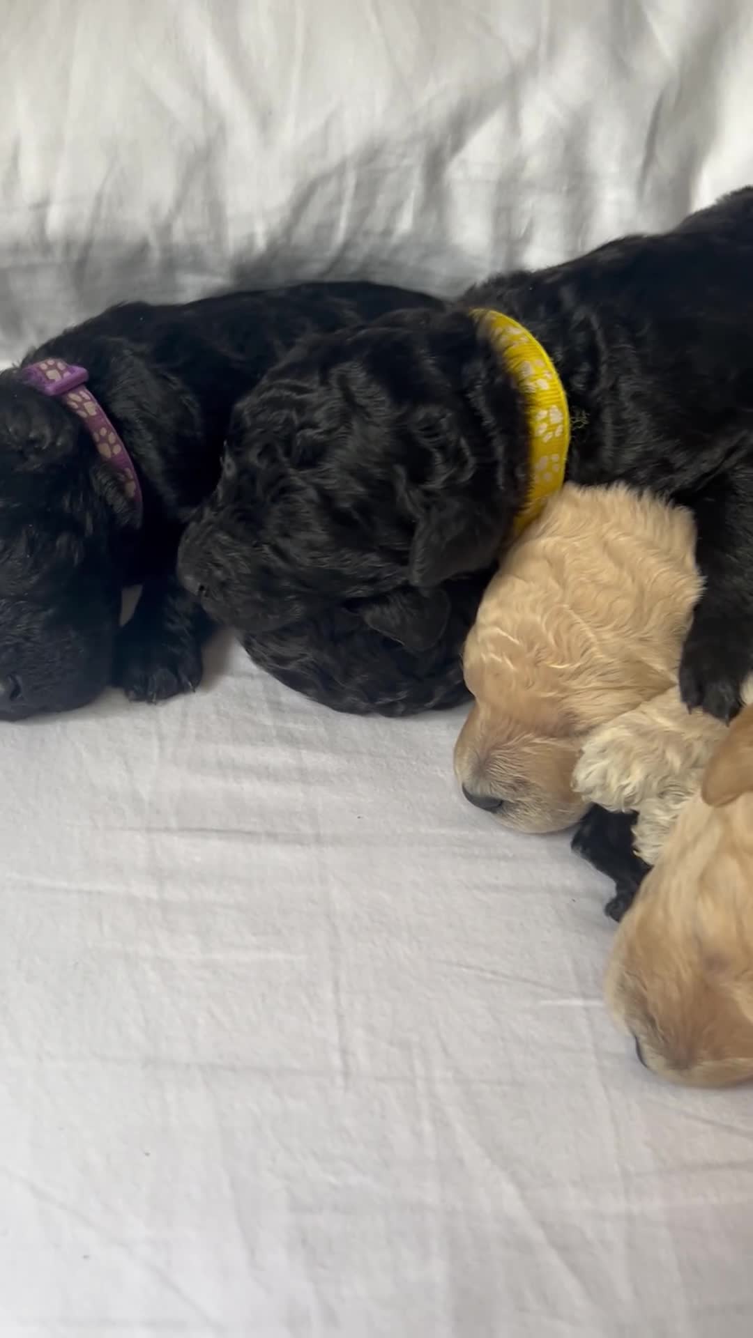 Labradoodle dogs for sale: Stunning f1bb standard labradoodles   - Video 1