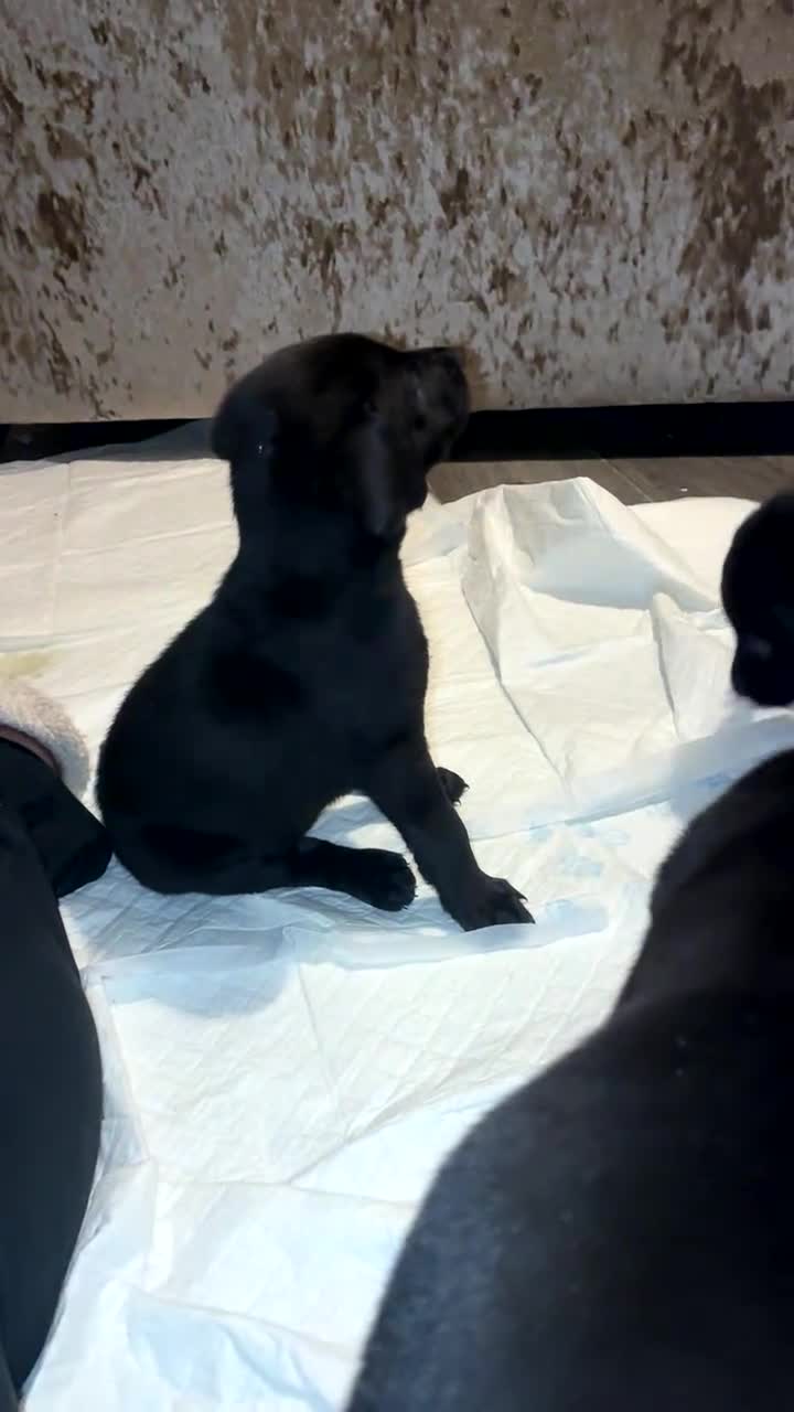 Labrador Retriever dogs for sale: 2 girls 1 boy left ready for their forever homes - Video 5