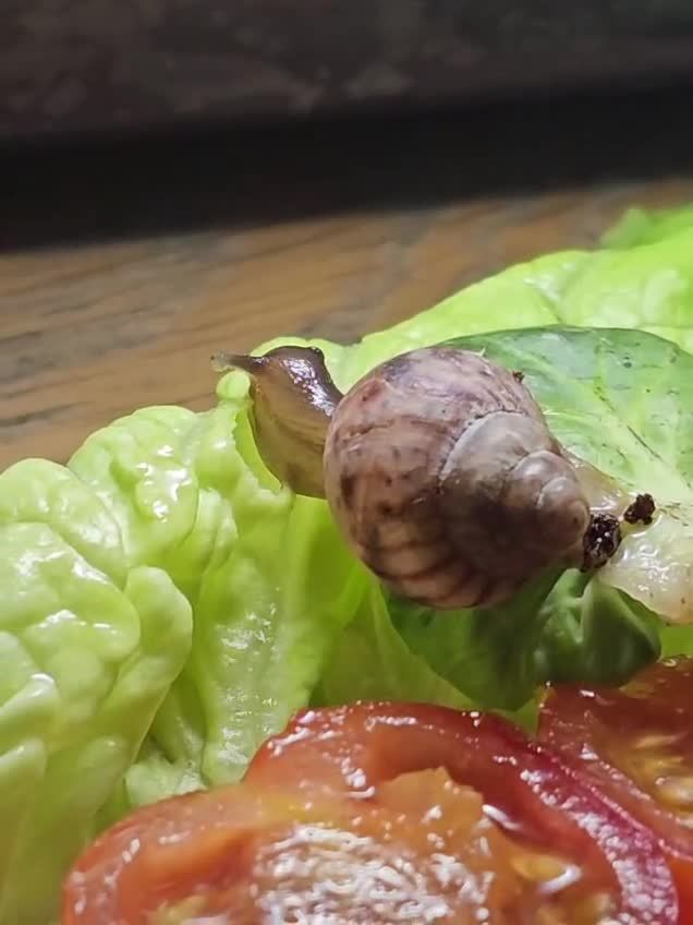 Snails invertebrates for sale: 🐌 Baby African Giant Land Snails for Sale 🐌 - Video 1