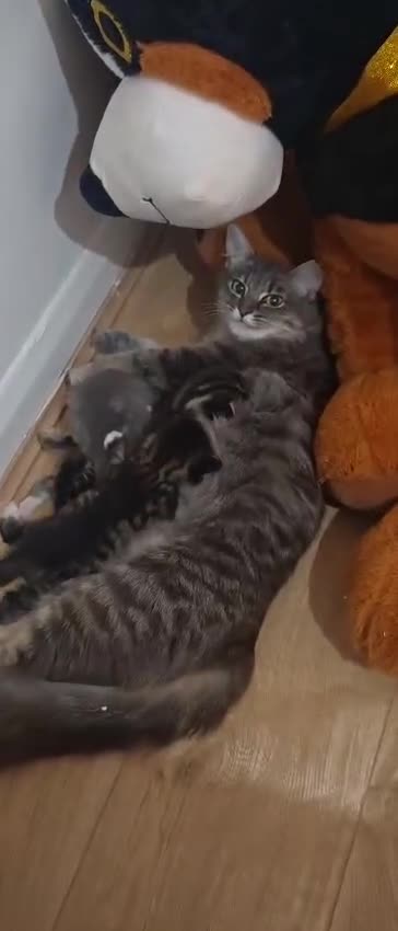 British Longhair cats for sale: 3 kittens ready for new home  - Video 2