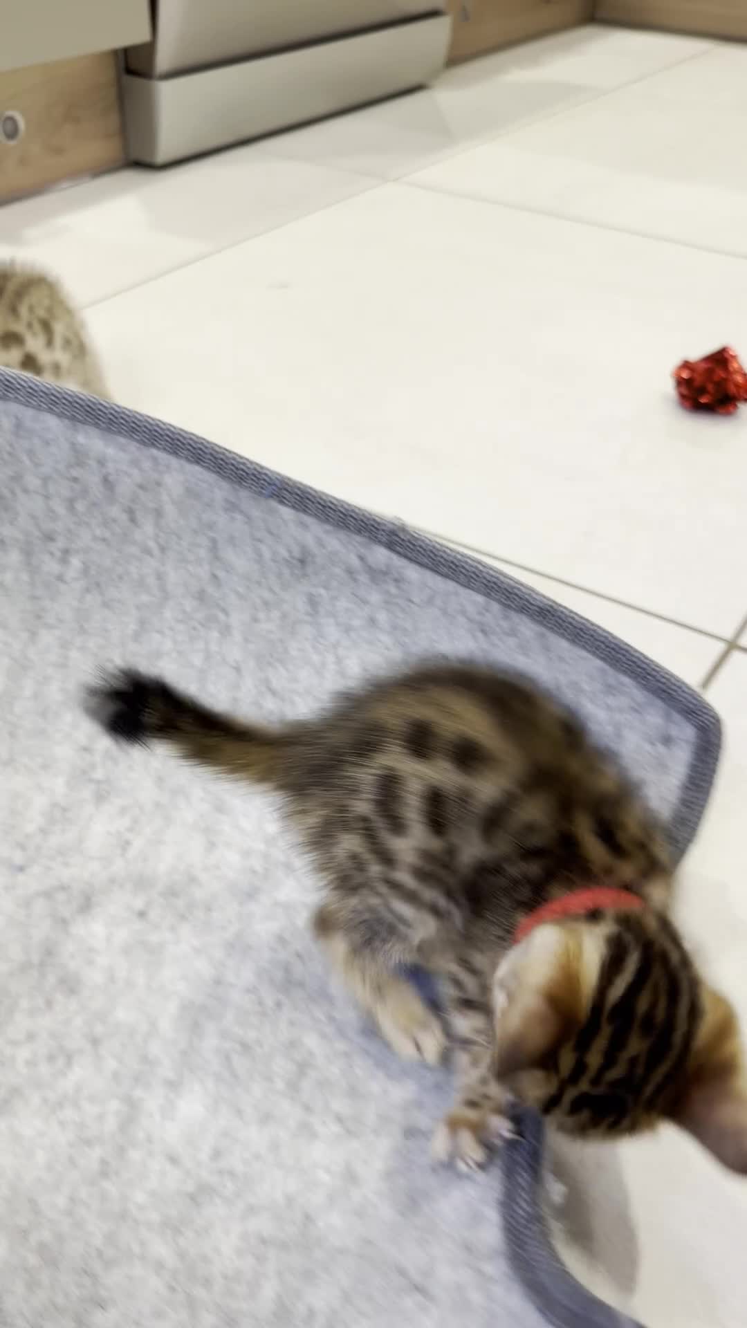 Bengal cats for sale: 🐾 Purebred Bengal Kittens for Sale 🐾 - Video 1