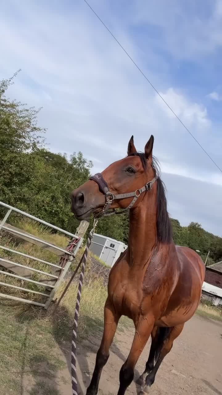 Irish Thoroughbred horses for sale: TB gelding for sale in Bolton - Video 1