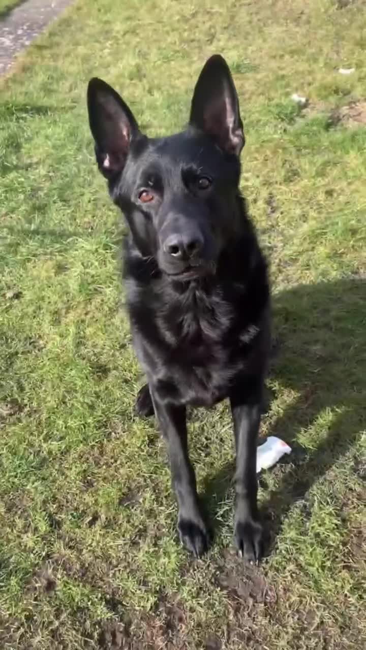 German Shepherd dogs for sale: Working german shepherd puppies available! - Video 4