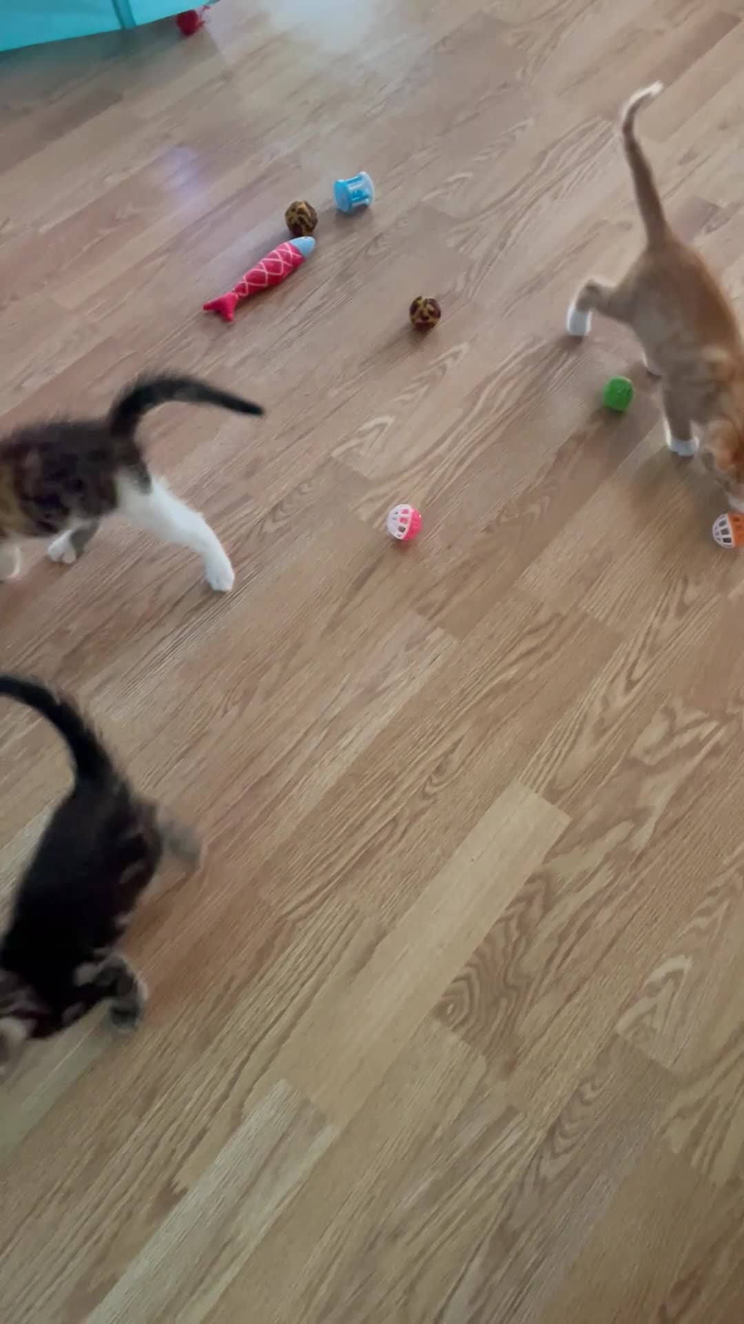 Mixed Breed cats for sale: Kittens looking for a forever family  - Video 1