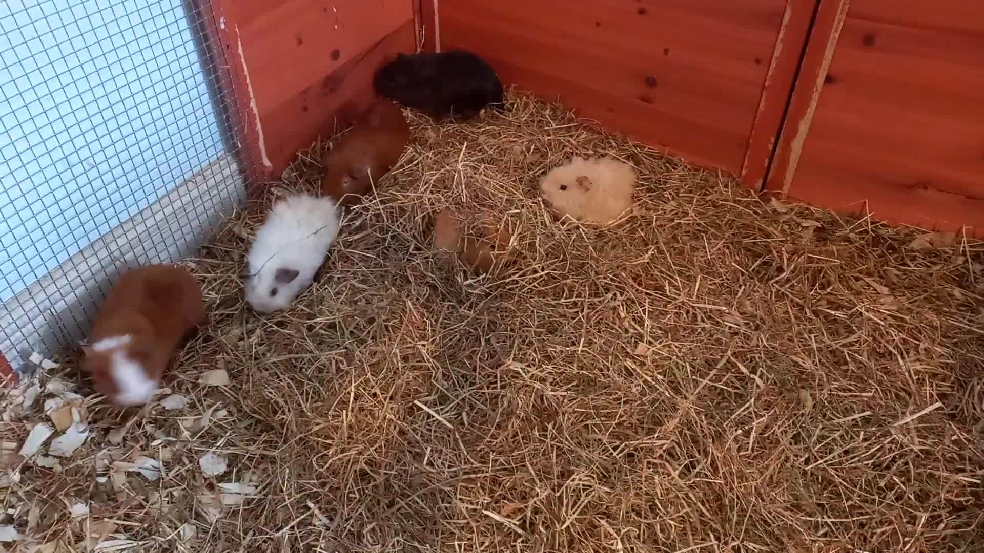 Guinea Pig rodents for sale: Baby guinea pigs  - Video 3