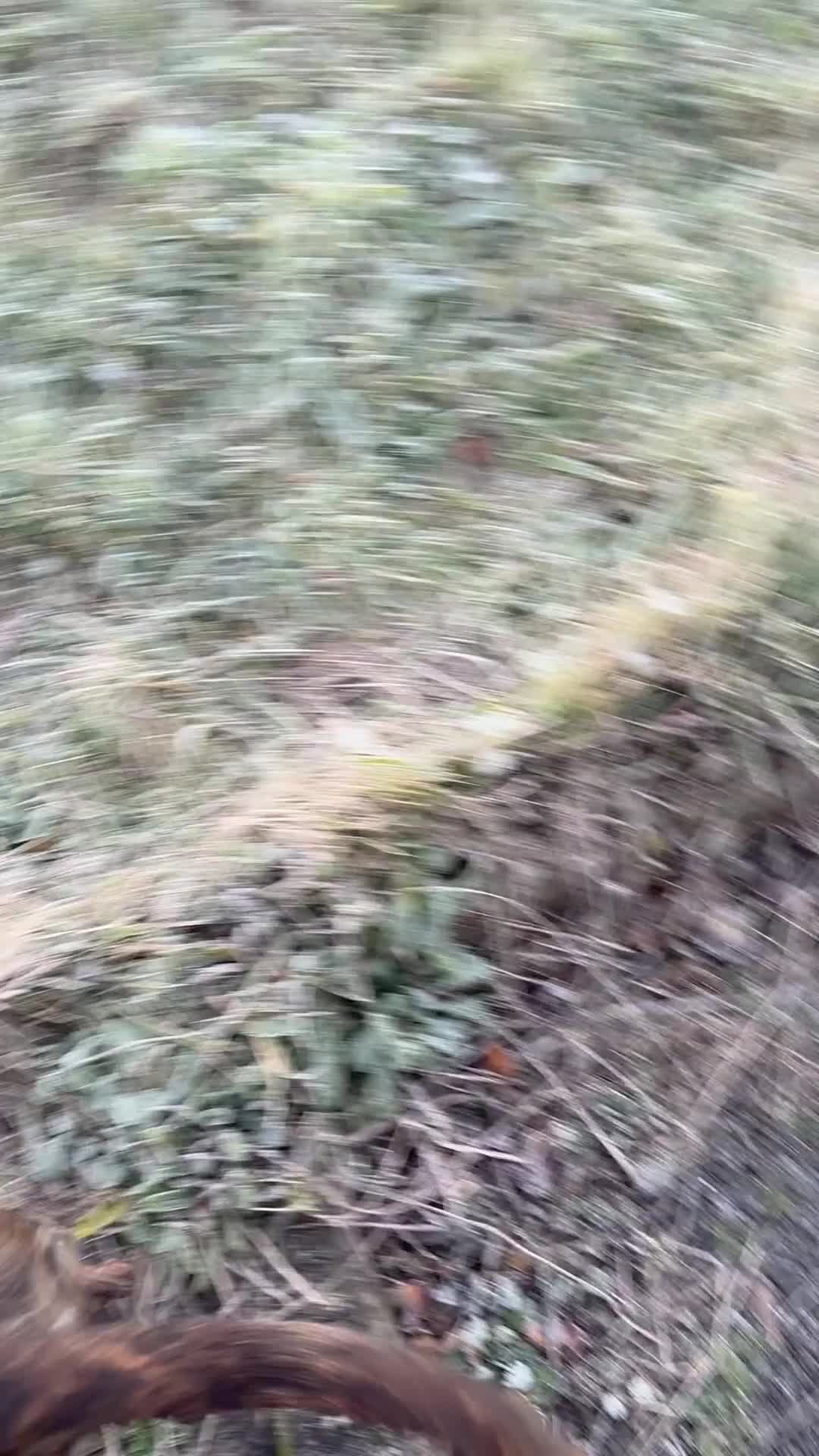 Mixed Breed dogs for sale: Male 2yr old cane corso  ** tiff  - Video 1