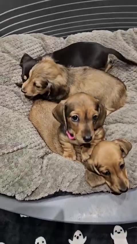 Miniature Dachshund dogs for sale: Miniature shaded cream dachshunds  - Video 1