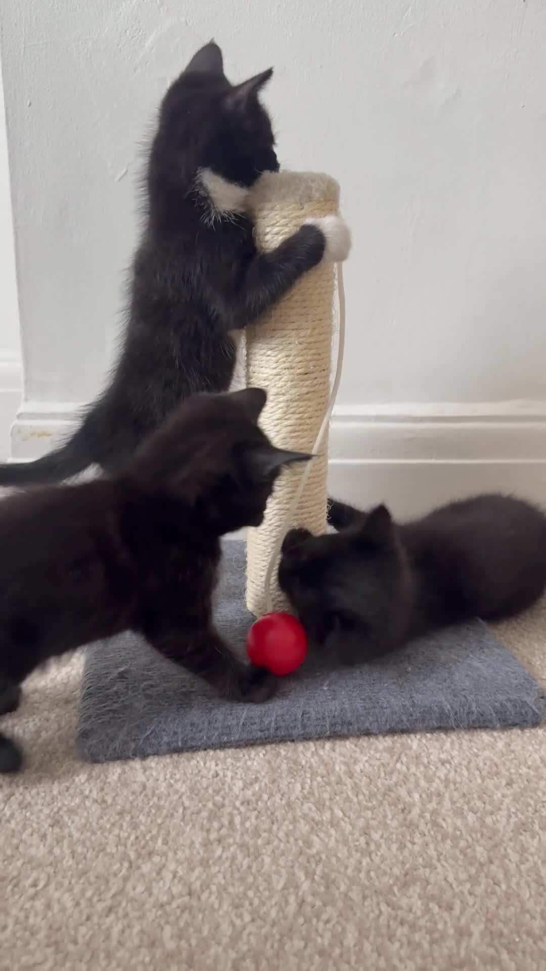 Mixed Breed cats for sale: Three beautiful Kittens. Tuxedo and 2 full black. - Video 1