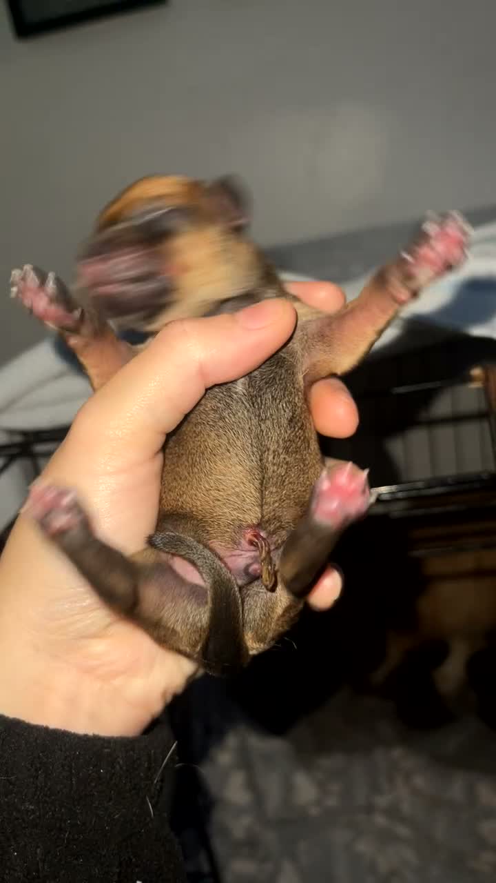 Mixed Breed dogs for sale: Pups for sale - Video 1
