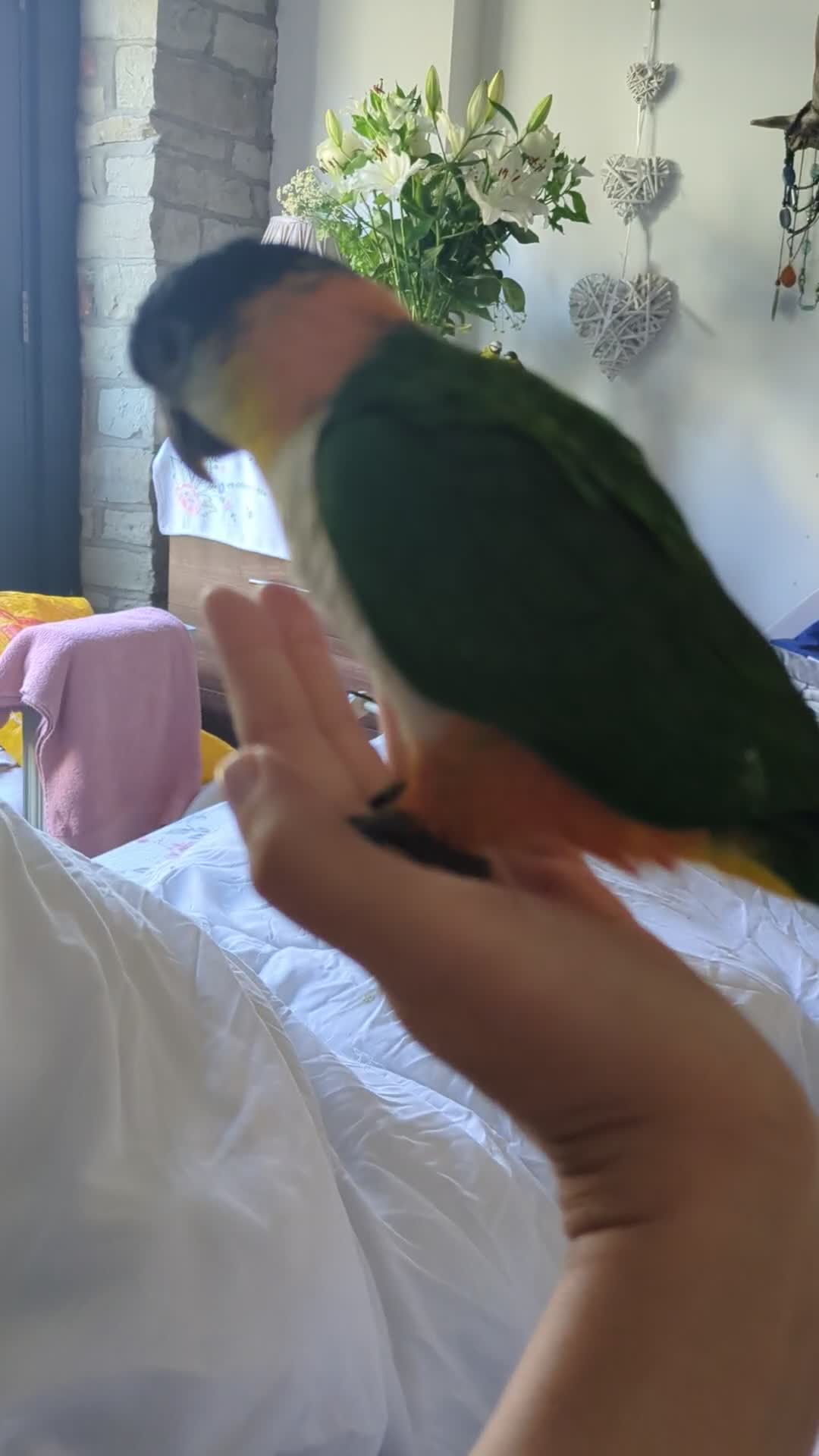 Parrots birds for sale: Black headed caique silly tamed babies - Video 3