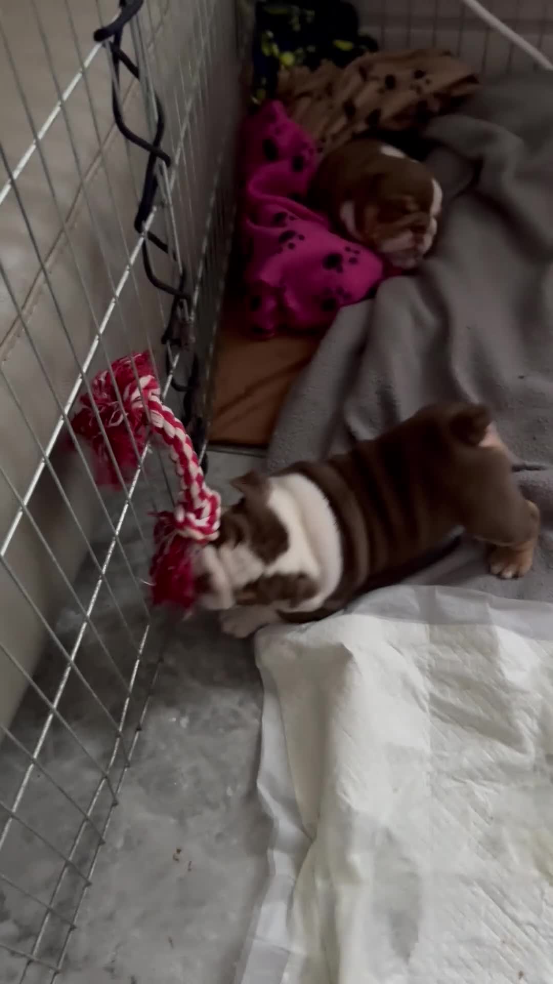 English Bulldog dogs for sale: English bulldogs  - Video 1