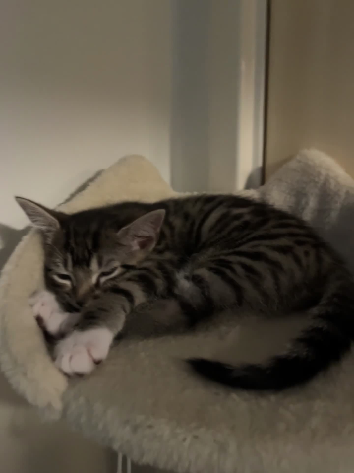 Mixed Breed cats for sale: 4 beautiful kittens looking for new homes  - Video 5