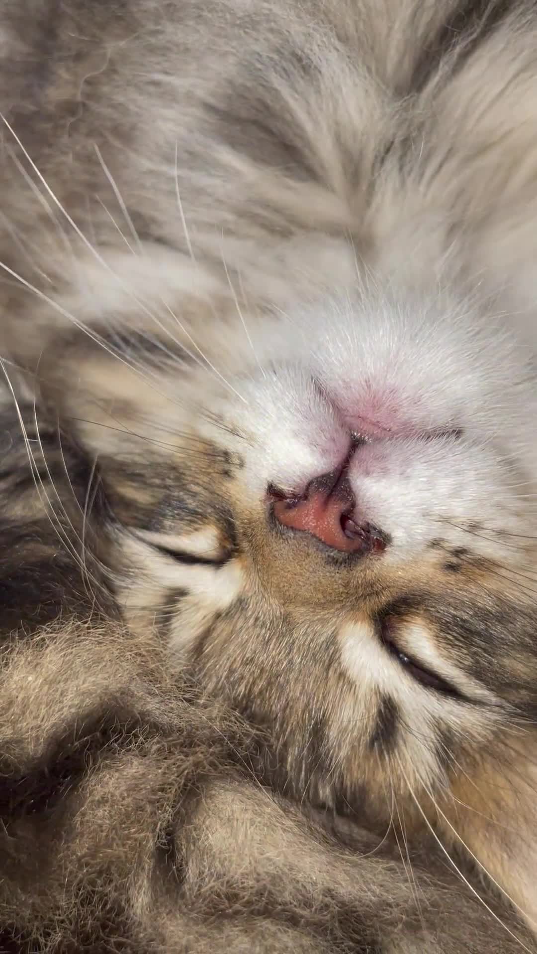 Maine Coon cats for sale: Tufty ears and big paws  - Video 1