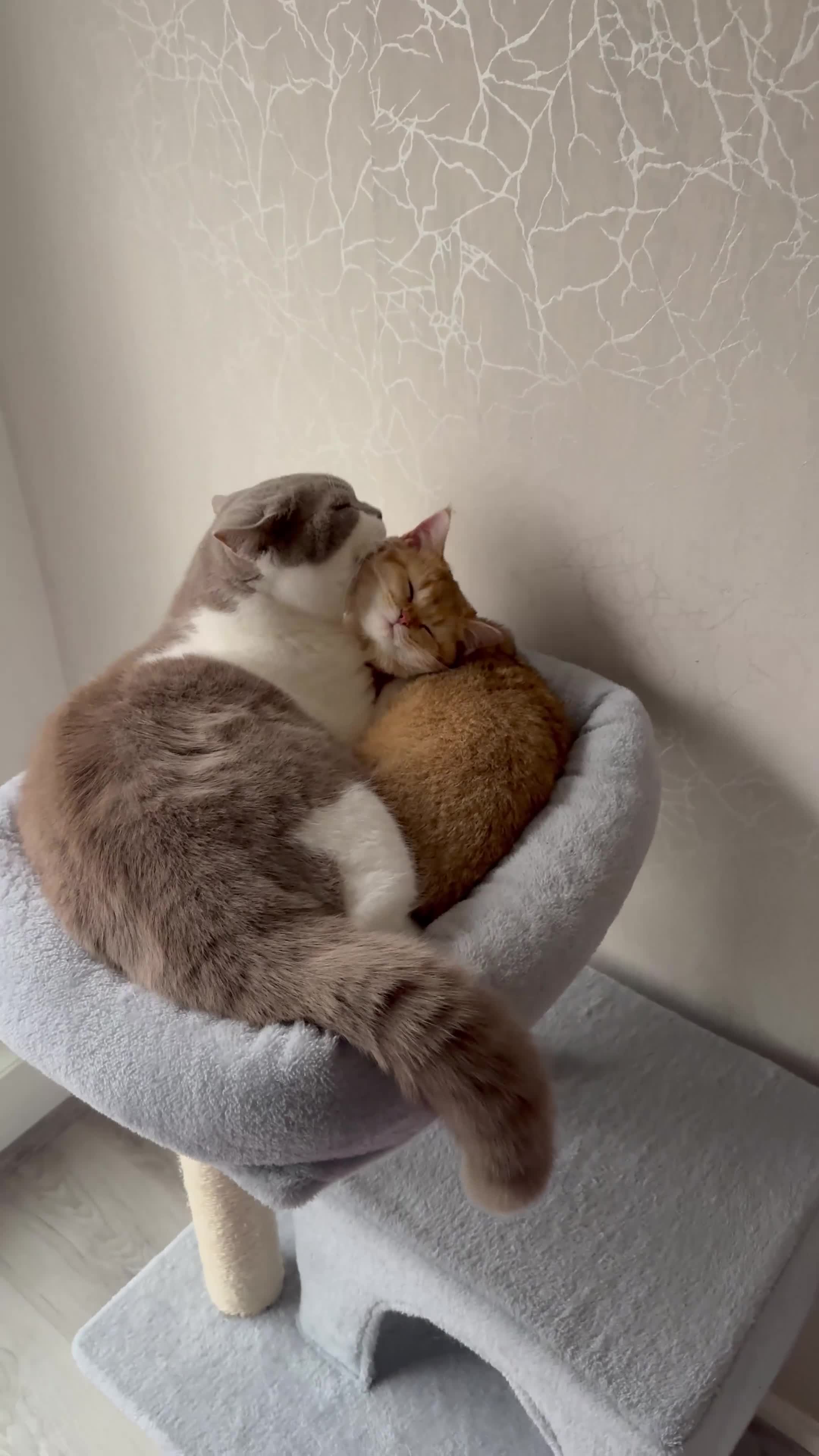 British Shorthair cats for sale: British shorthair 2 kittens - Video 1