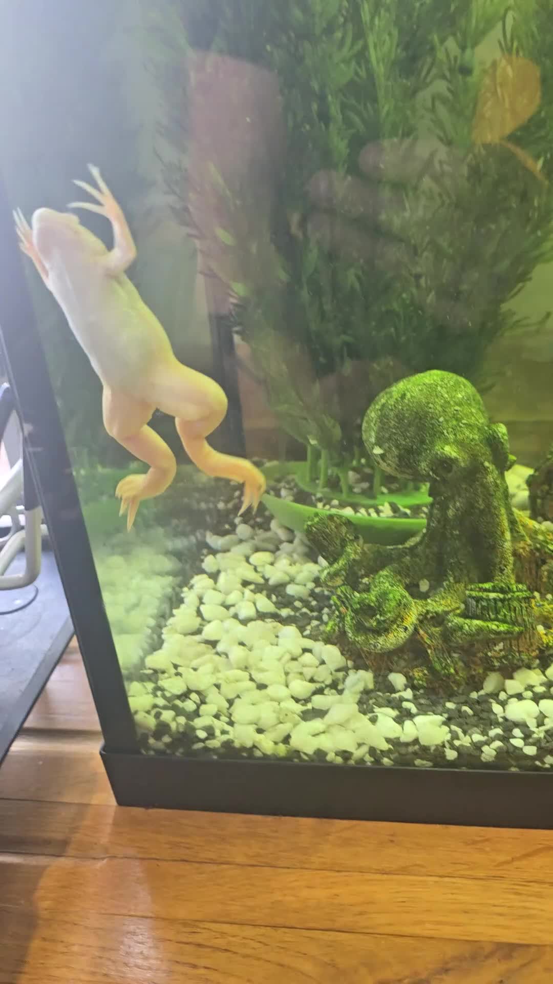 Frog reptiles for sale: Full set up with 2 frogs kids will love em - Video 1