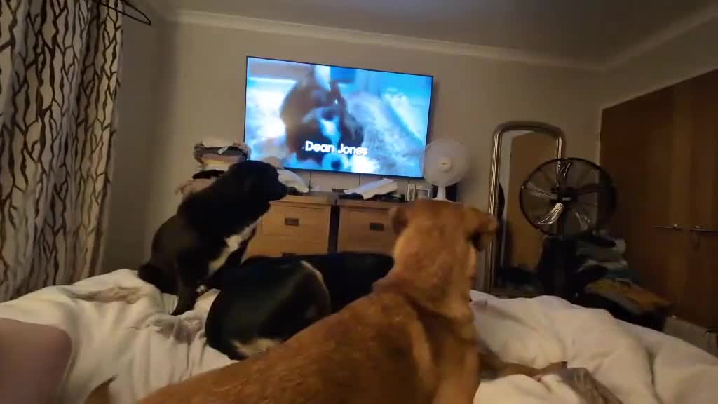 Mixed Breed dogs for adoption: 🏡 Carla ❤️ Ready for Forever - Video 3