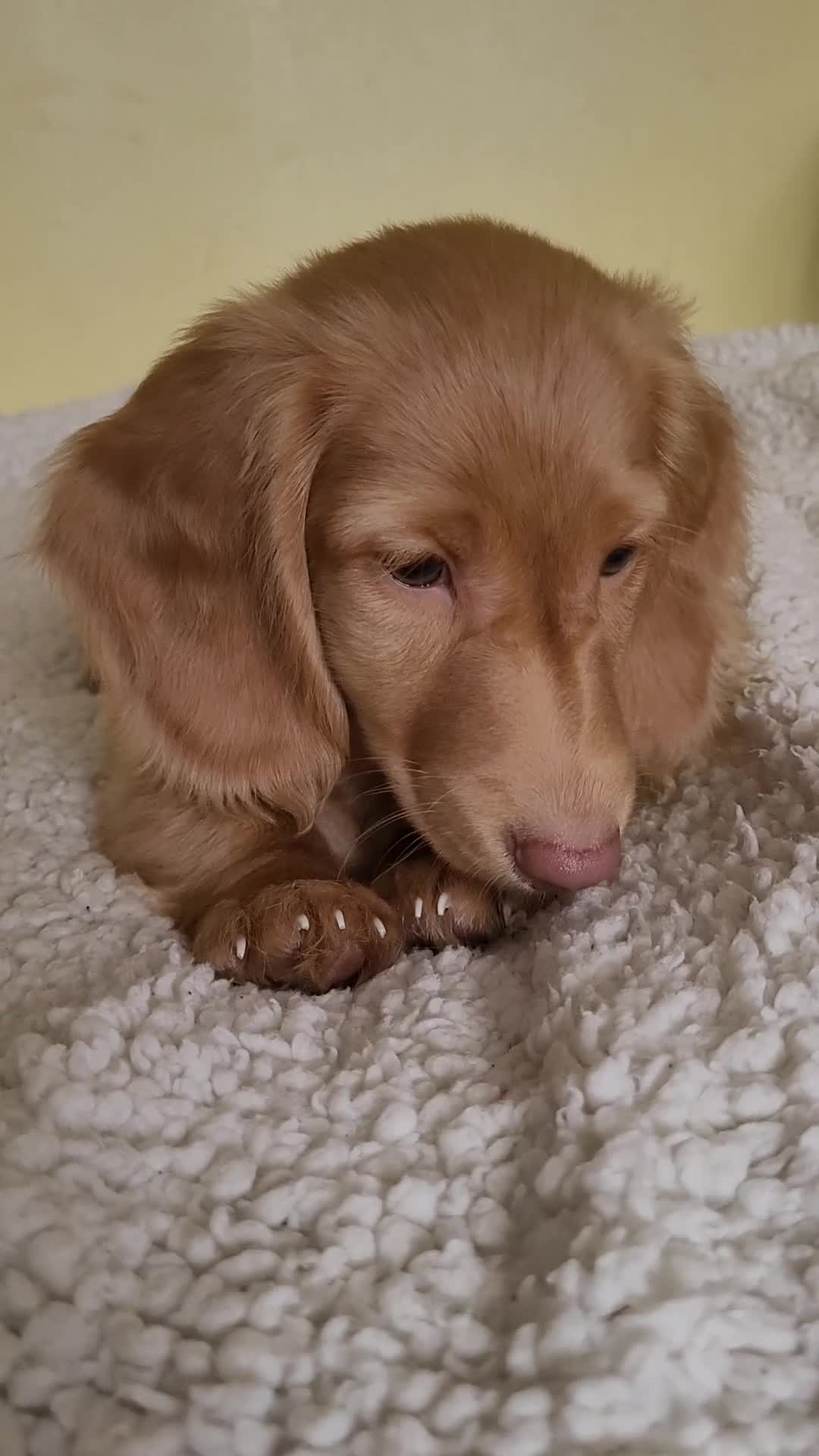 Dachshund dogs for sale: Long Haired KC Miniature Dachshund(LAST BOY) - Video 1