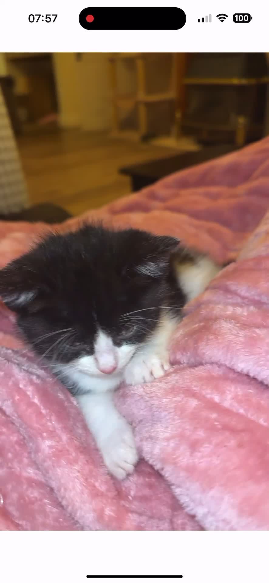 Ragdoll cats for sale: Female Ragdoll kitten - Video 2