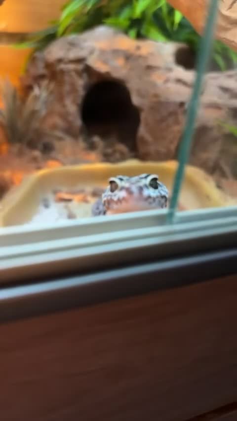 Gecko reptiles for sale: Fat tailed gecko and cage setup in Nottingham - Video 1