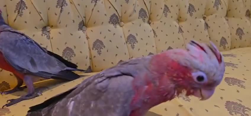 Cockatoo birds for sale: 2 baby cute tame gala cockatoos - Video 1