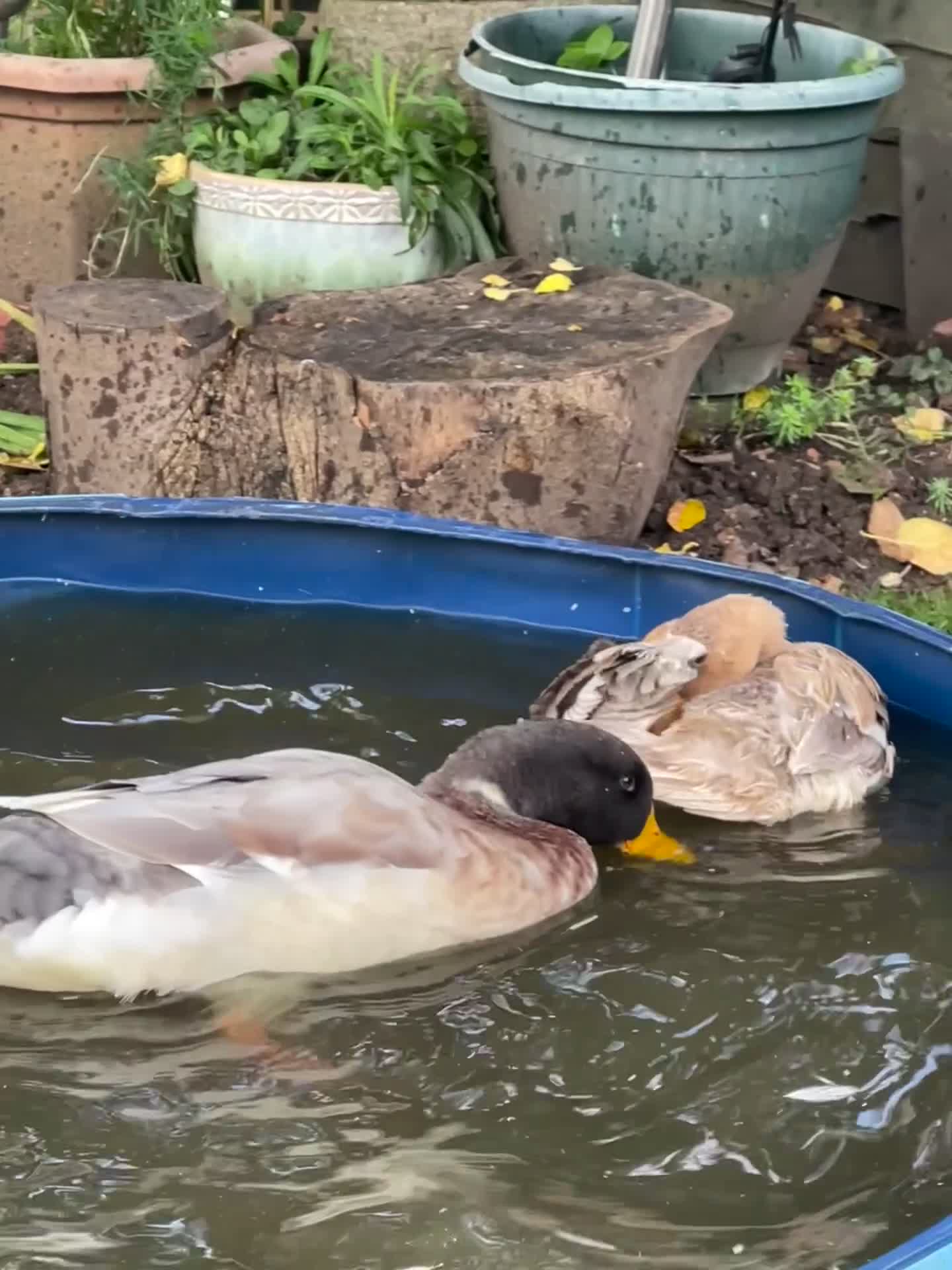 Ducks poultry for sale: Drake duck for sale - Video 2