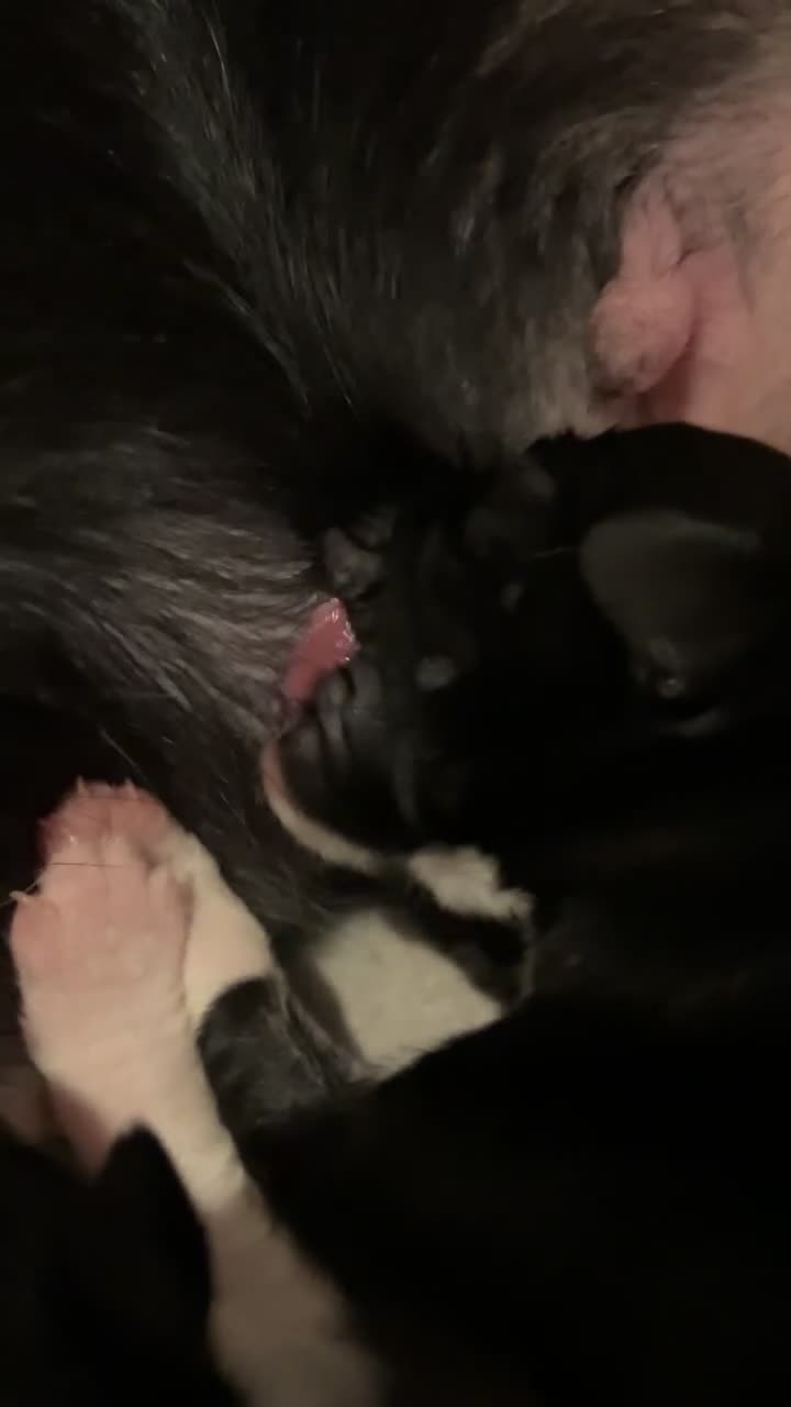 Border Collie dogs for sale: Beautiful Border Collie Puppies – 8 weeks old! - Video 3