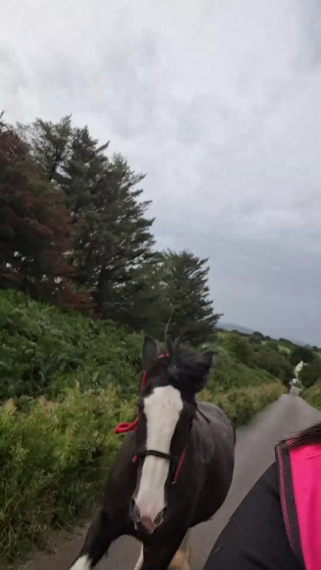 Shire horses for sale: Black shire mare - Video 2