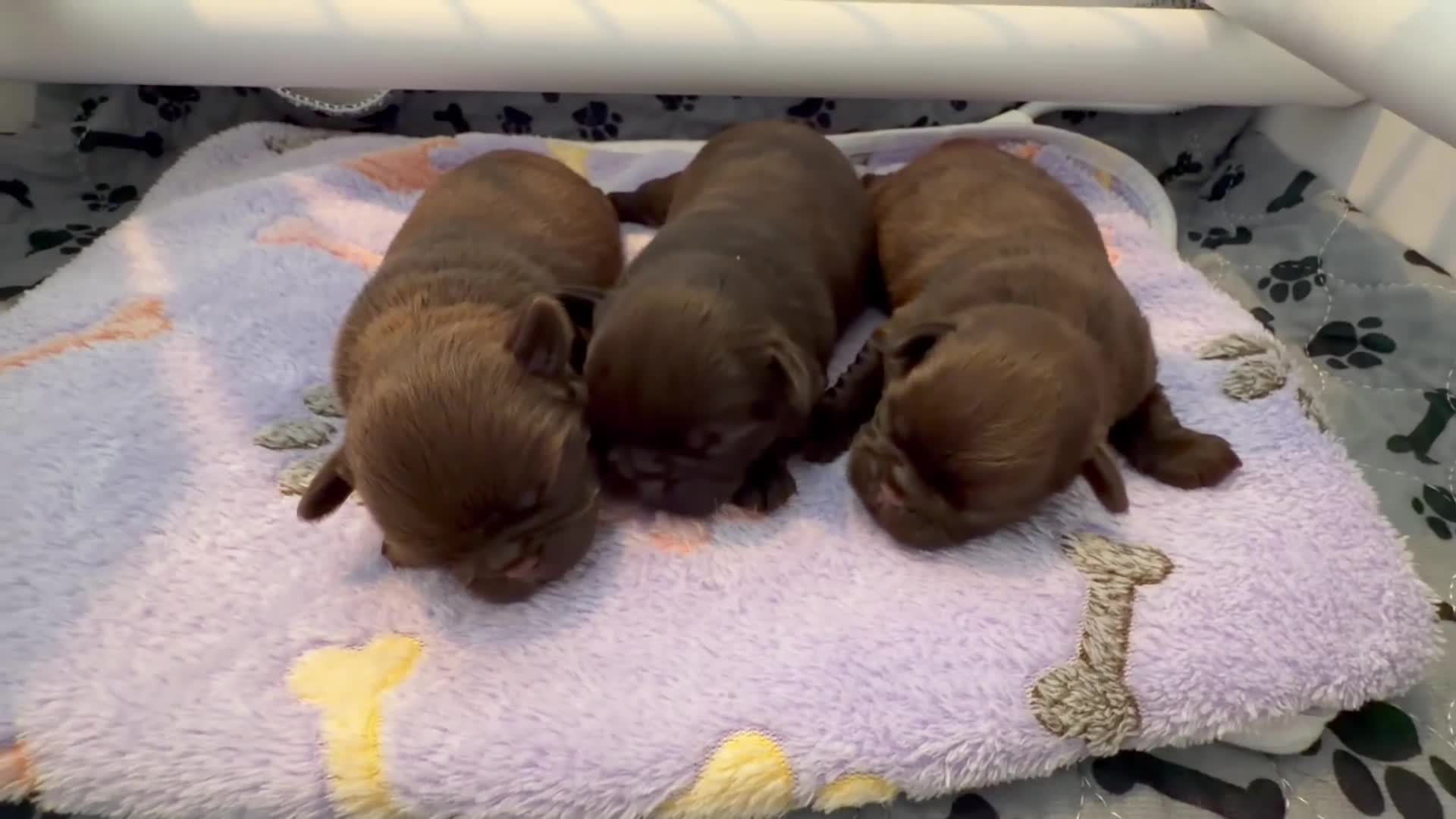 Griffon Bruxellois dogs for sale: Three chocolate boys  - Video 2