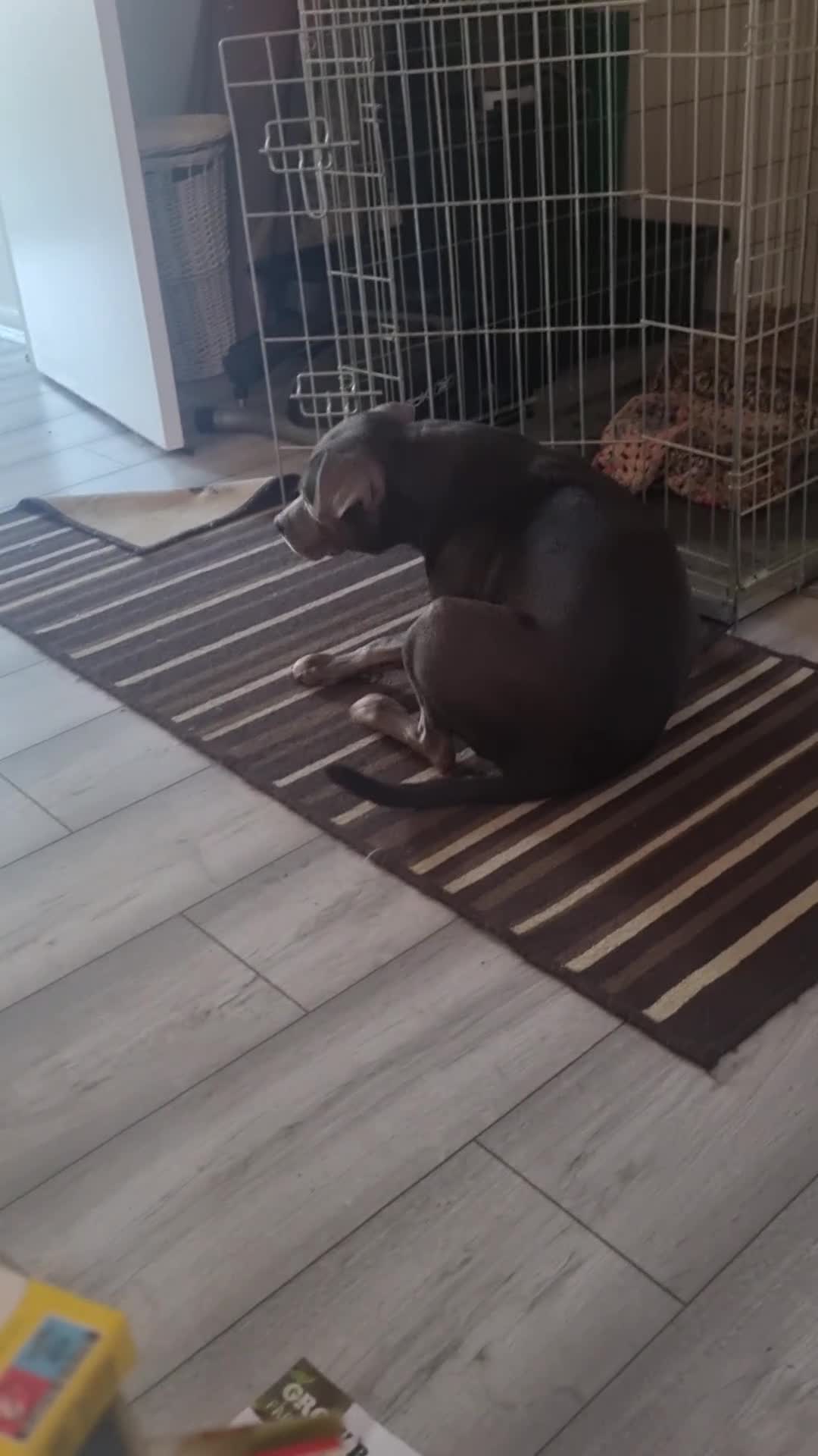 Staffordshire Bull Terrier dogs for sale: Female blue Staffordshire bull terrier - Video 1