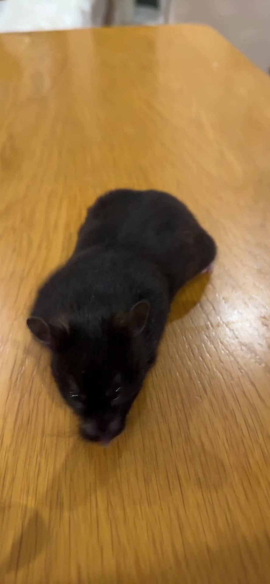Hamster rodents for sale: ⭐ Black Syrian Hamster – Free to a Loving Home ⭐ - Video 1