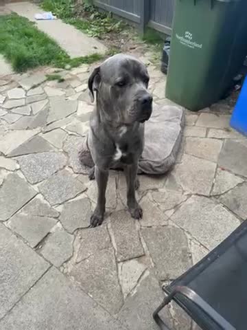 Cane Corso dogs for stud: Male cane corso for stud - Video 1