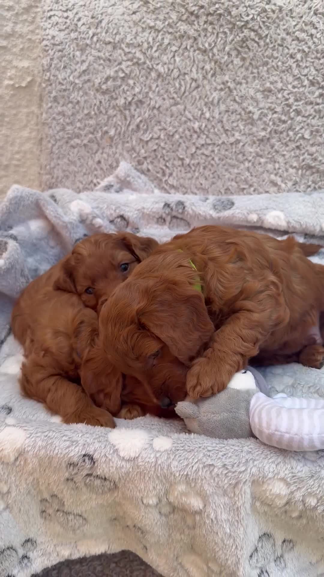 Cockapoo dogs for sale: 🐶✨F1 RED COCKERPOOS puppies 🐶✨ - Video 3