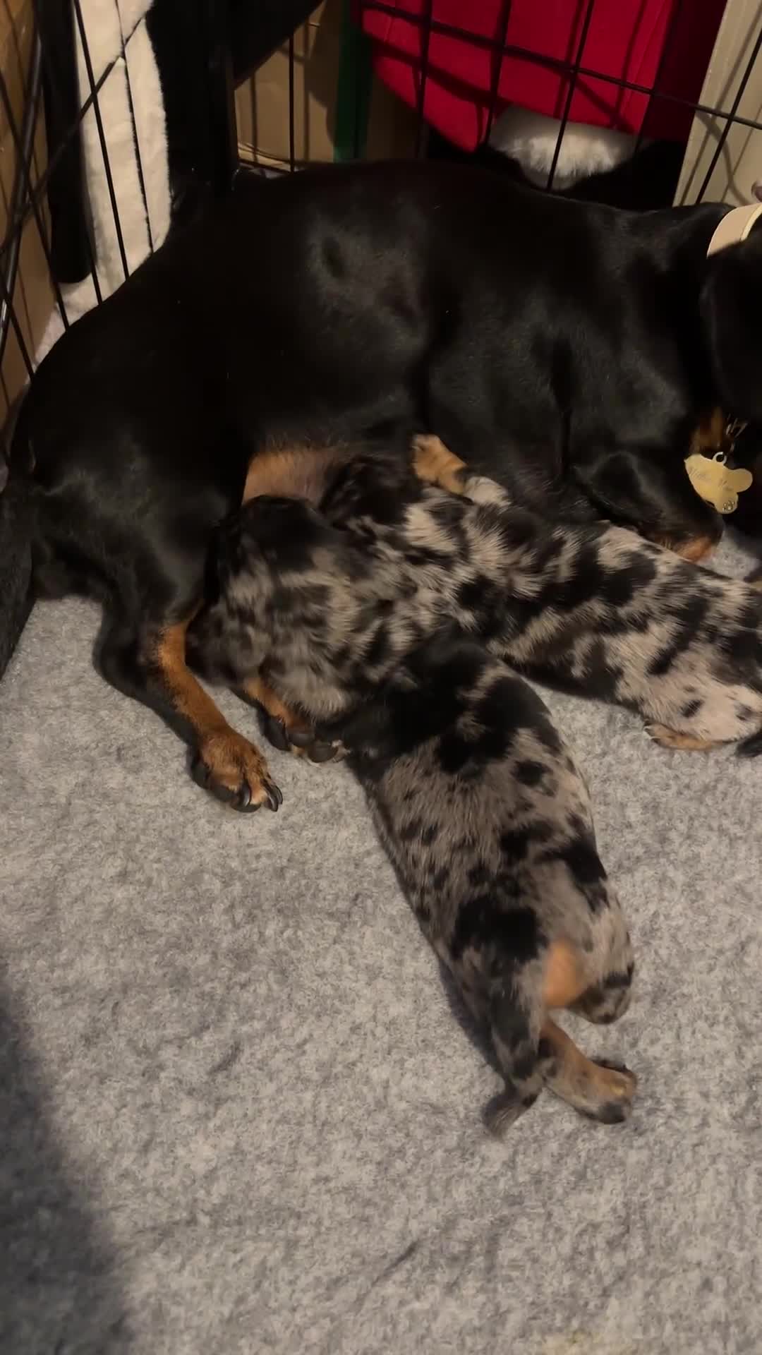 Miniature Dachshund dogs for sale: ✨Mini Smooth Hair Dachshund Ready 18/10/2025 ✨ - Video 1