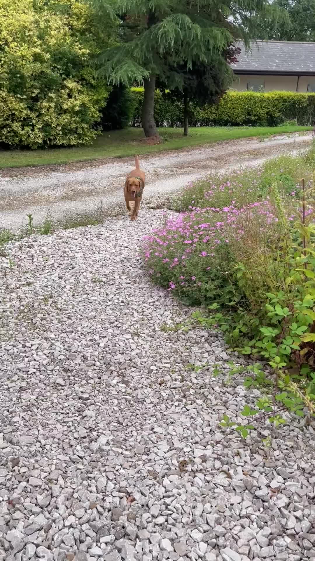 Labrador Retriever dogs for sale: Mr Ronnie the Red Fox Lab - Video 1