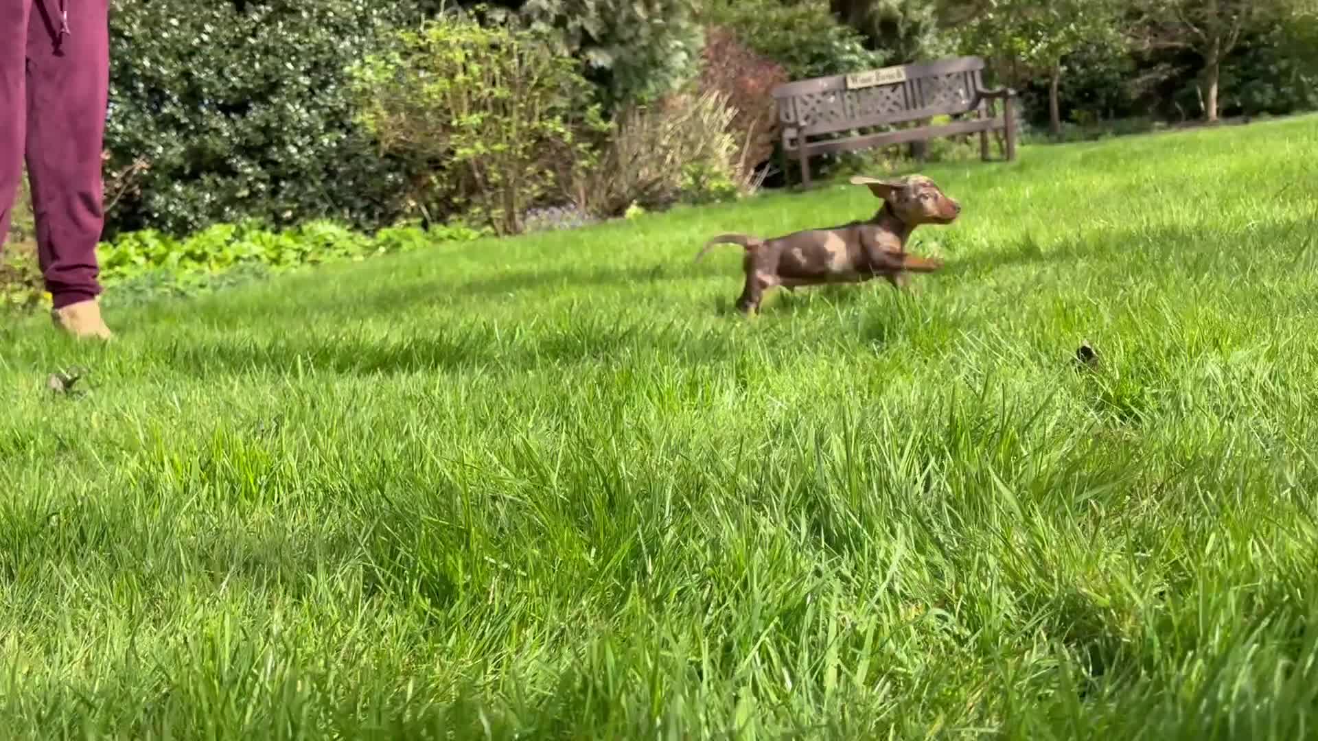 Miniature Dachshund dogs for sale: Last Girl & Boy - Miniature Dachshund Puppies - Video 2