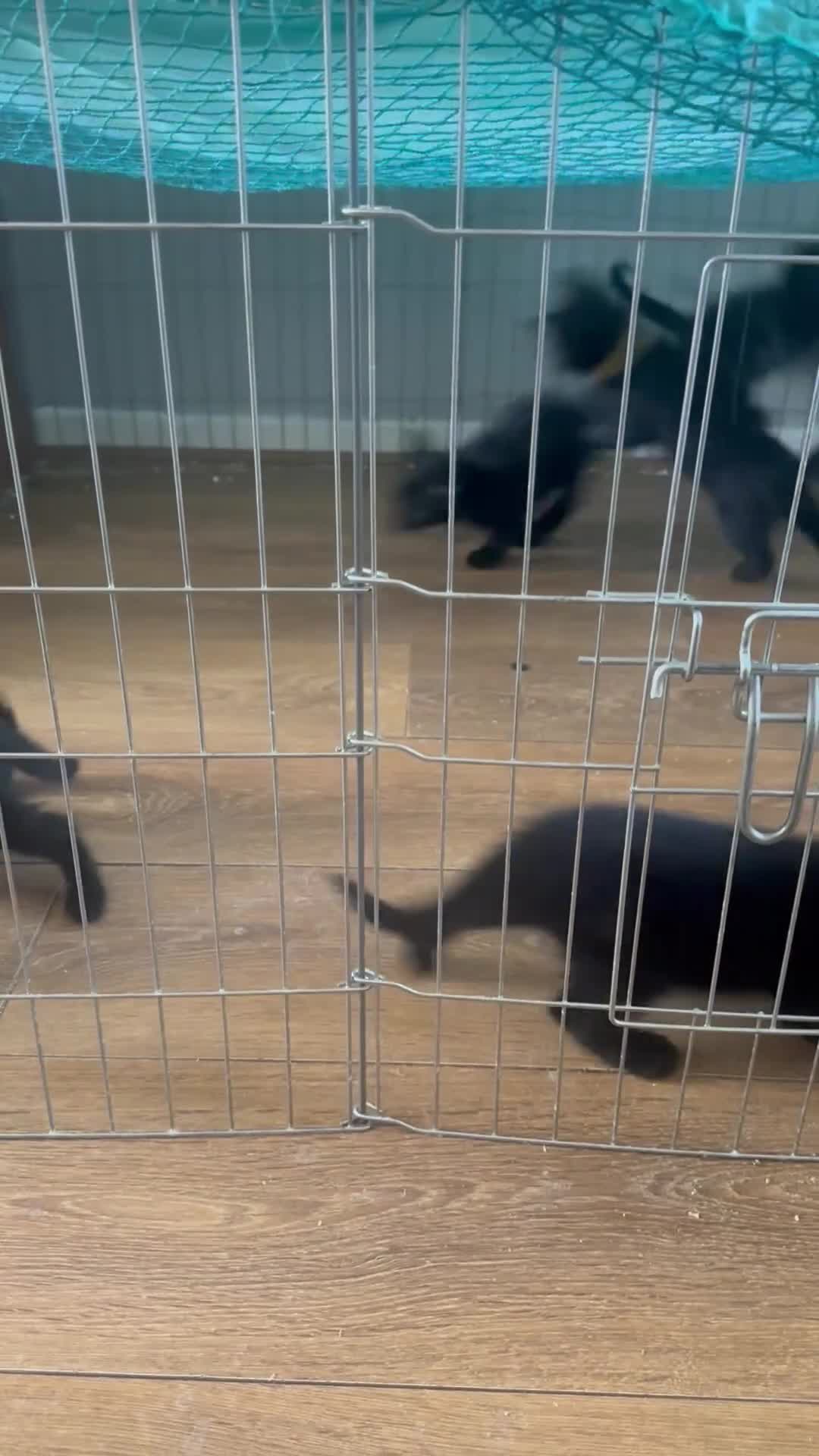 Bombay cats for sale: 7 Adorable kittens for sale. 6 males & 1 female - Video 1