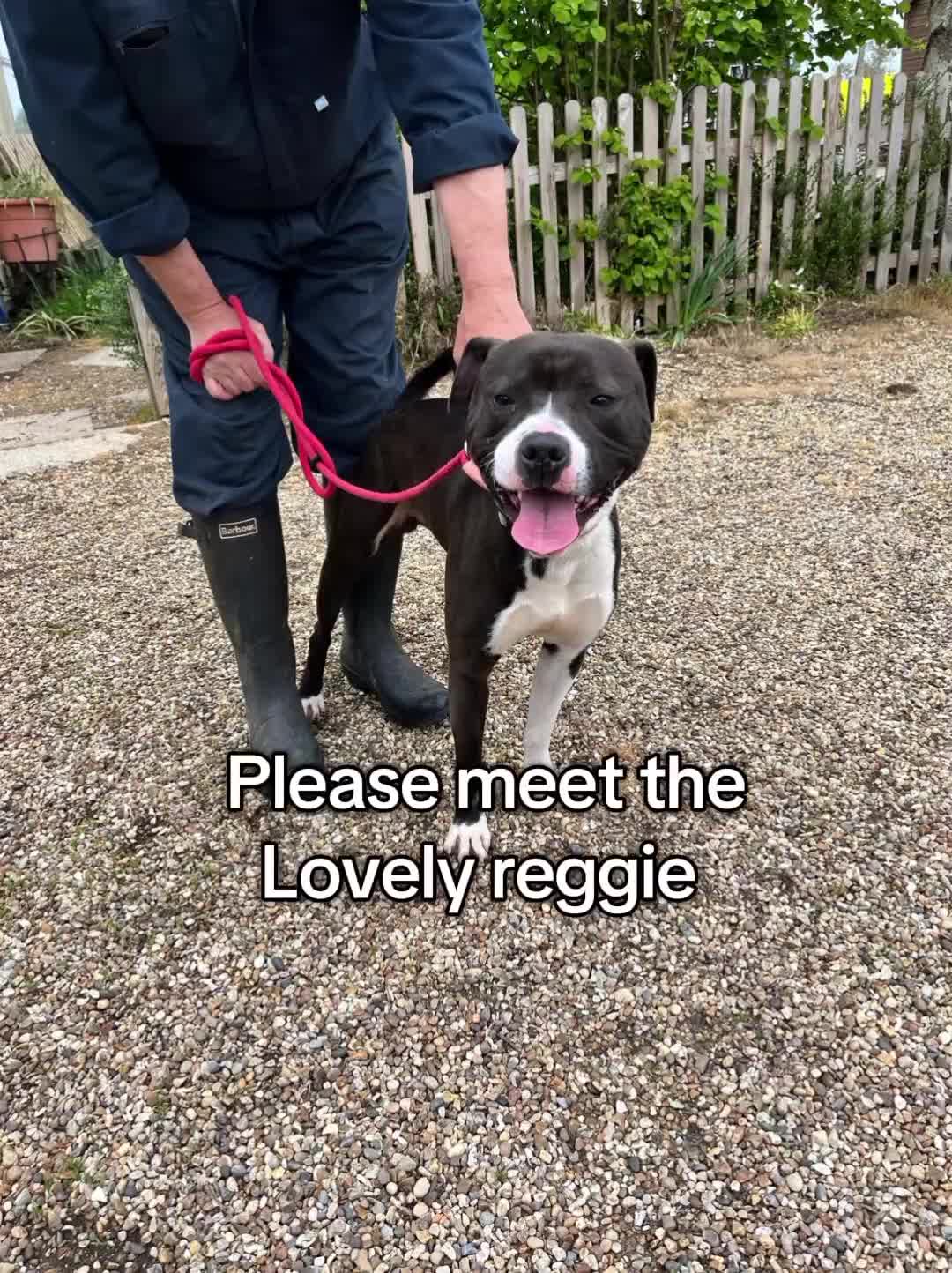 Staffordshire Bull Terrier dogs for adoption: Gorgeous Reggie available for adoption  - Video 1