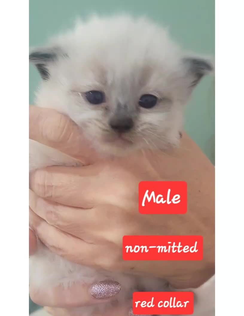 Ragdoll cats for sale: 🐱 Beautiful Ragdoll Kittens For Sale 🐱 - Video 4
