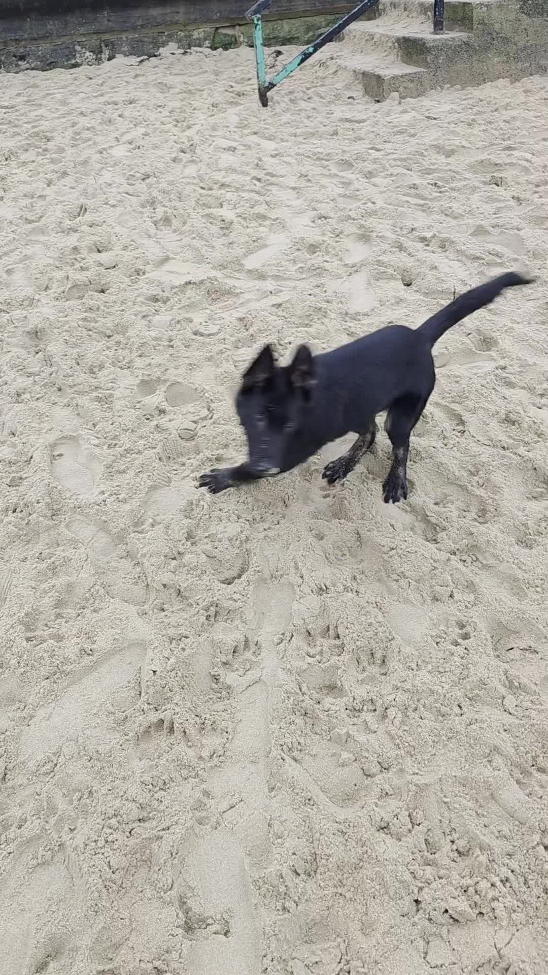 German Shepherd dogs for sale: German Shepherd  in Sheffield - Video 1