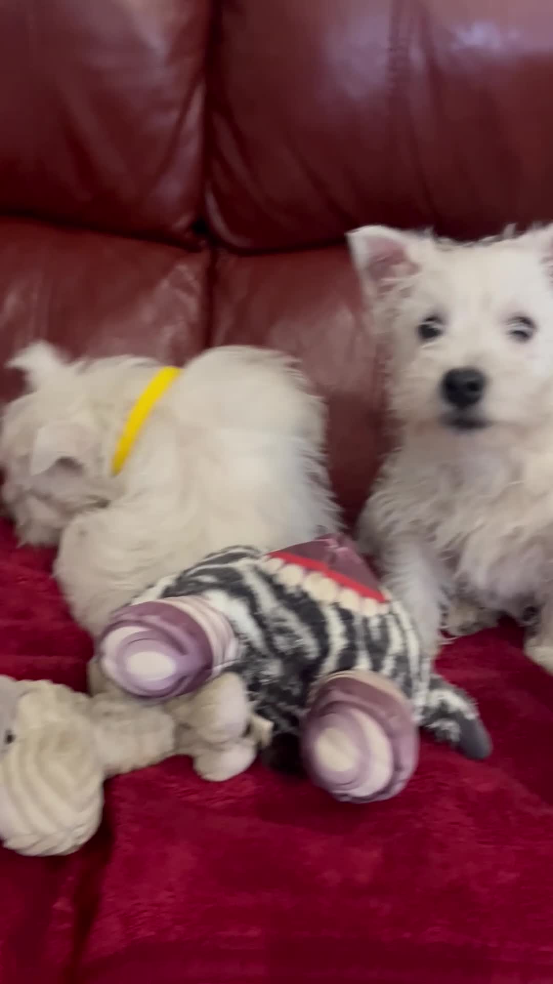 West Highland Terrier dogs for sale: 1 Boy Left   - Video 1