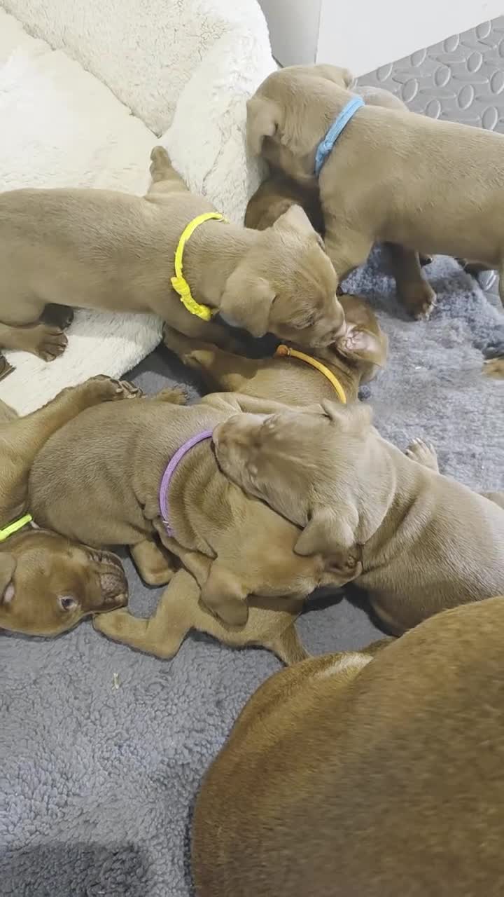 Patterdale Terrier dogs for sale: Chocolate patterdale puppies  - Video 1