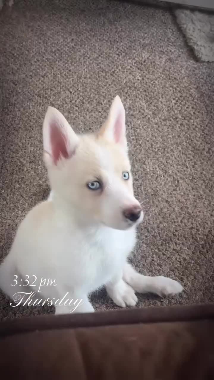 Siberian Husky dogs for sale: River for sale  - Video 1