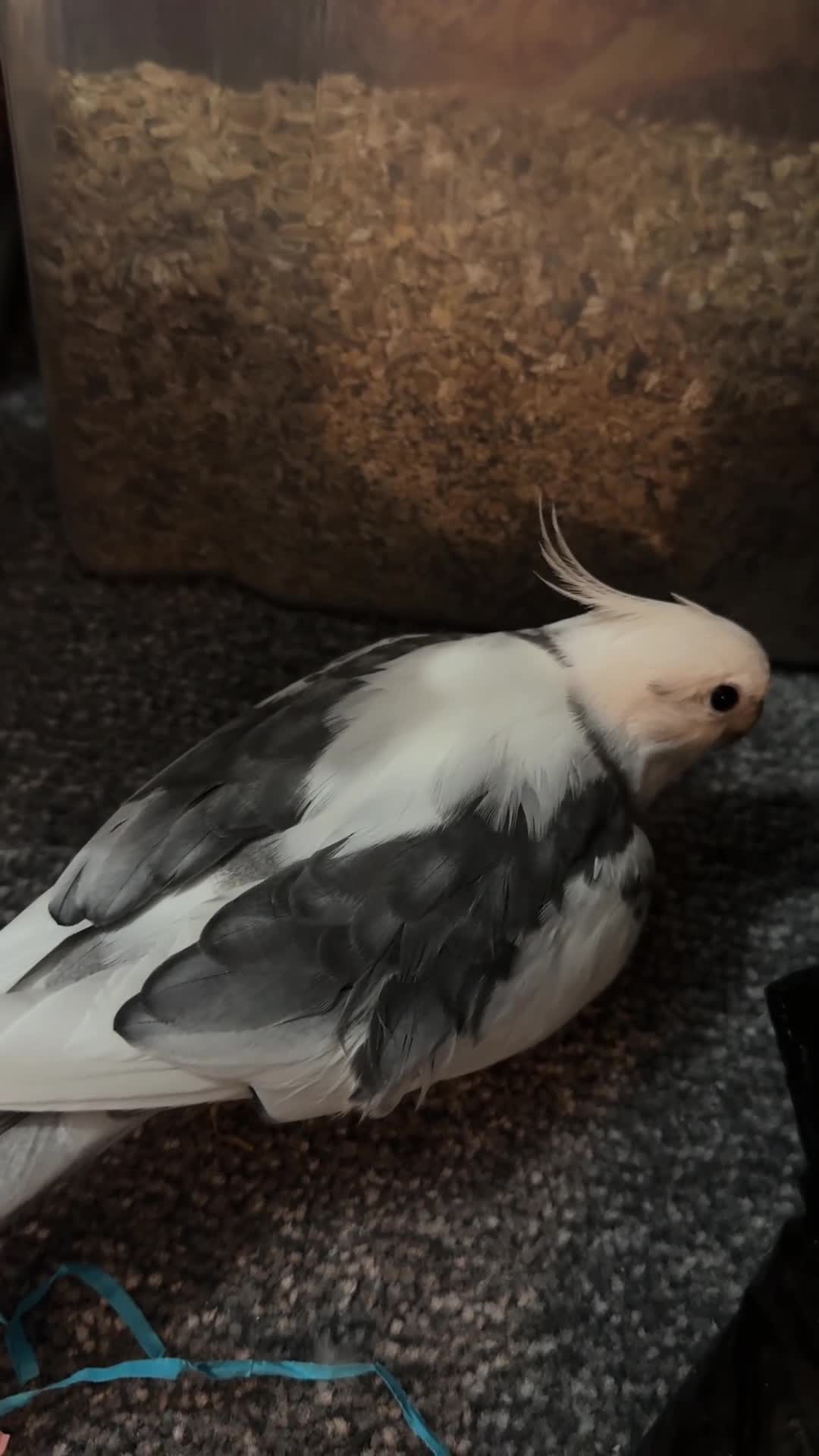Cockatiels birds for sale: Tame Silly Male Cockatiel - Video 1